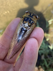 Megatibicen dealbatus