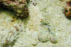 Canthigaster rostrata