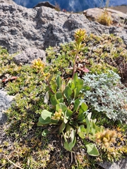 Solidago simplex