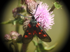 Zygaena lonicerae