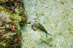 Canthigaster rostrata
