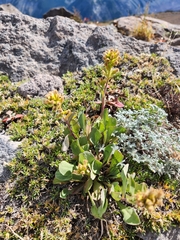 Solidago simplex