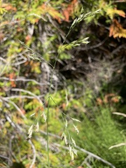 Festuca rubra