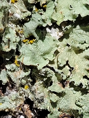 Flavopunctelia flaventior