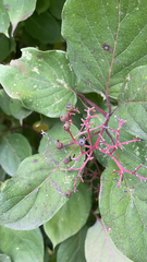 Cornus rugosa