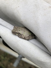 Hyla chrysoscelis