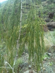 Asparagus plocamoides image