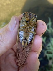 Megatibicen dealbatus