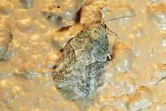 Garella nilotica