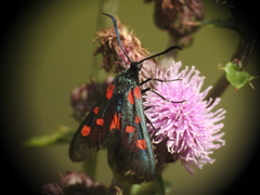 Zygaena lonicerae