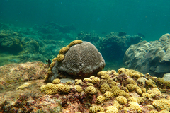 Palythoa caribaeorum
