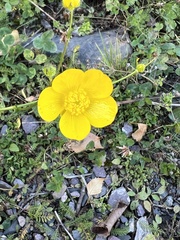 Ranunculus