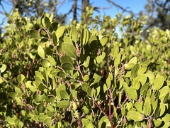 Arctostaphylos × benitoensis
