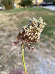 Allium amethystinum