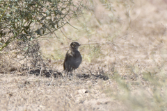 Alaudala heinei