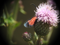 Zygaena lonicerae