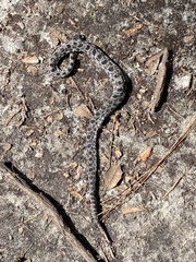 Sistrurus miliarius barbouri