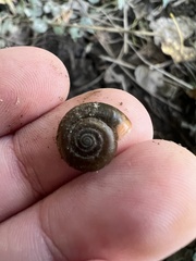 Oxychilus draparnaudi