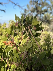 Arctostaphylos × benitoensis