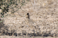 Alaudala heinei