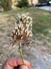 Allium amethystinum