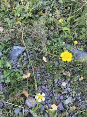 Ranunculus