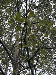 Populus grandidentata