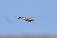 Alaudala heinei