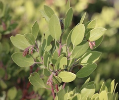 Arctostaphylos × benitoensis