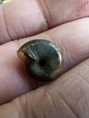 Oxychilus draparnaudi