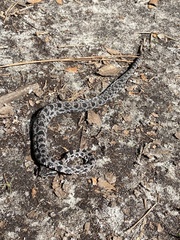 Sistrurus miliarius barbouri