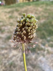 Allium amethystinum