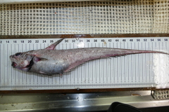 Coryphaenoides guentheri