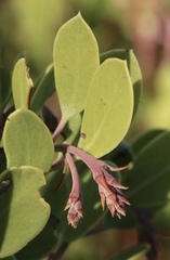 Arctostaphylos × benitoensis