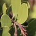 Arctostaphylos × benitoensis - Photo (c) Morgan Stickrod, algunos derechos reservados (CC BY-NC), uploaded by Morgan Stickrod