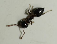 Crematogaster ashmeadi