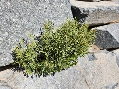 Cryptogramma cascadensis