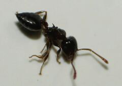 Crematogaster ashmeadi