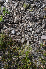 Deschampsia cespitosa glauca