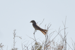 Lanius phoenicuroides