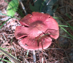 Cortinarius sanguineus