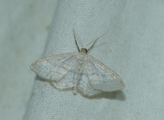 Idaea subsericeata