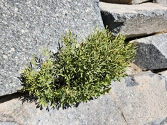 Cryptogramma cascadensis