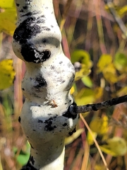 Euhexomyza schineri