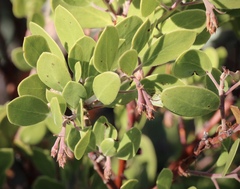 Arctostaphylos × benitoensis