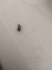 Pantomorus cervinus