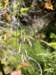 Festuca rubra