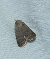 Caradrina flavirena