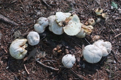 Suillus placidus