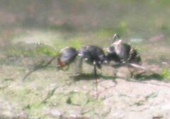 Camponotus novogranadensis